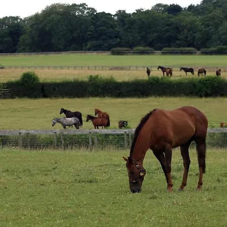 Cliff Stud Retreat, Helmsley, Frankel Helmsley